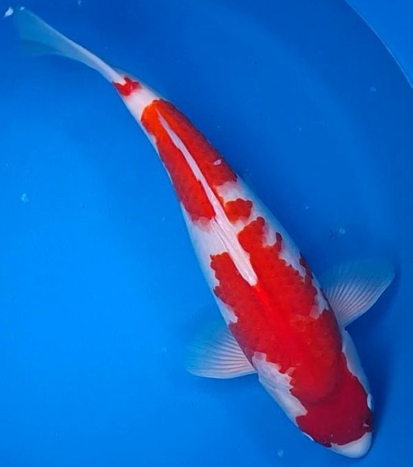 Kohaku